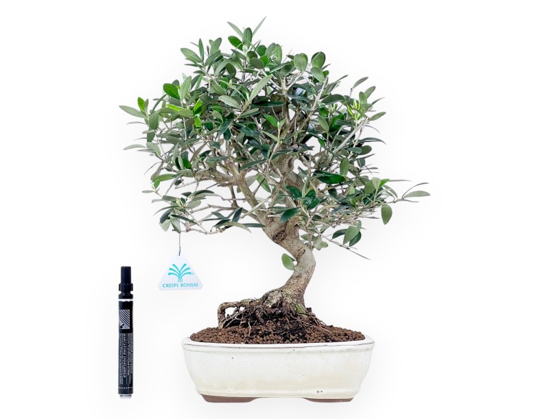 Olea bonsai 39 cm | Cream oval pot