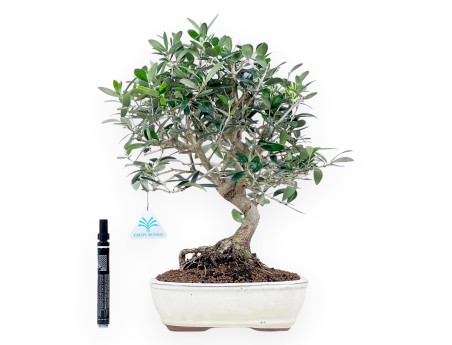 Olea bonsai 39 cm | Crema maceta ovalada