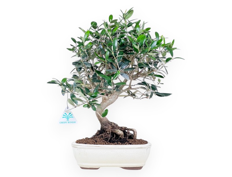 Olea bonsai 39 cm | Pot ovale crème