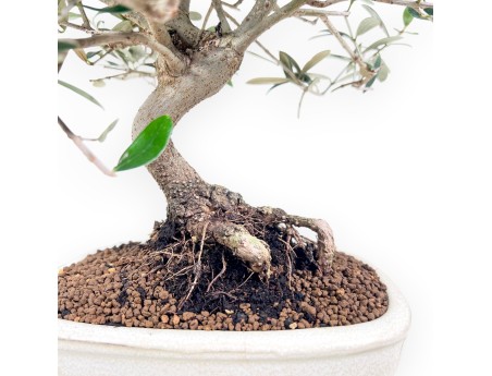 Olea Bonsai 39 cm | Creme ovalen Topf