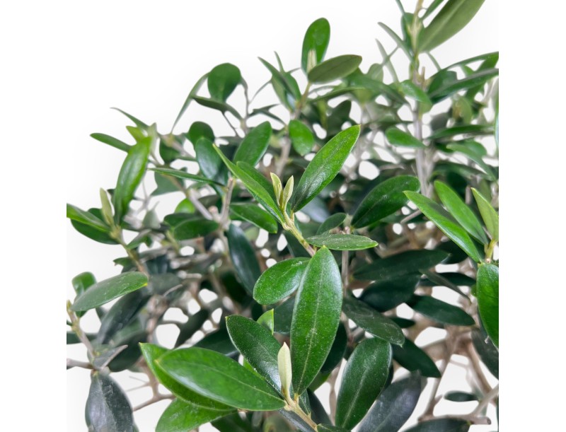 Olea Bonsai 39 cm | Creme ovalen Topf