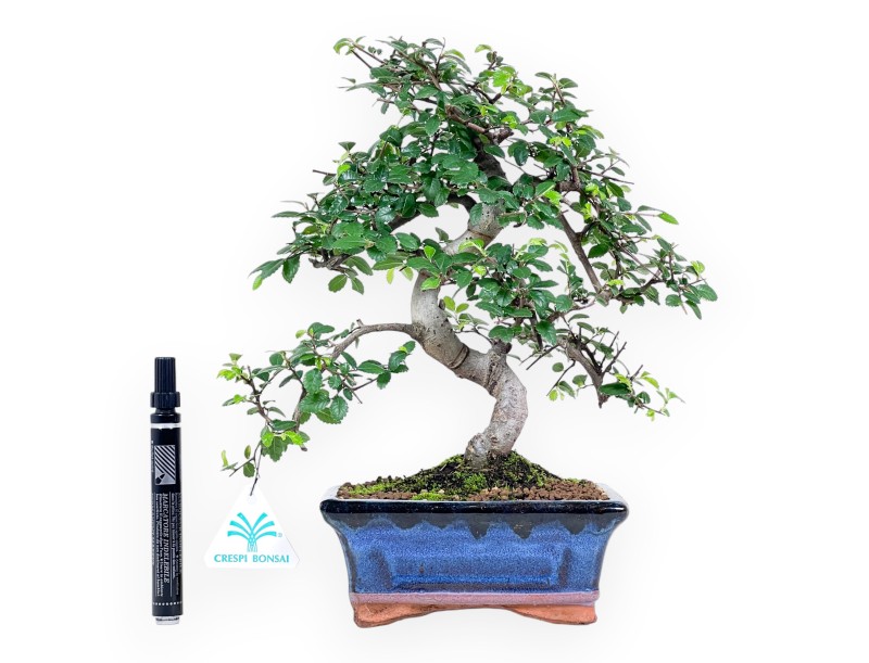 Bonsai di Zelkova nire da 65 cm | Vaso rettangolare blu