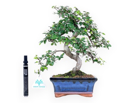 Bonsai di Zelkova nire da 65 cm | Vaso rettangolare blu