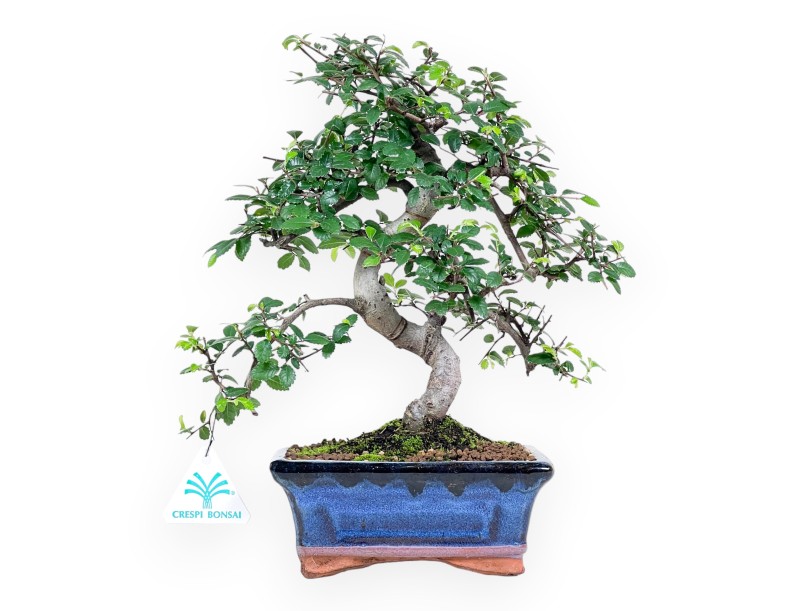 65 cm Zelkova nire Bonsai | Rechteckiger blauer Topf