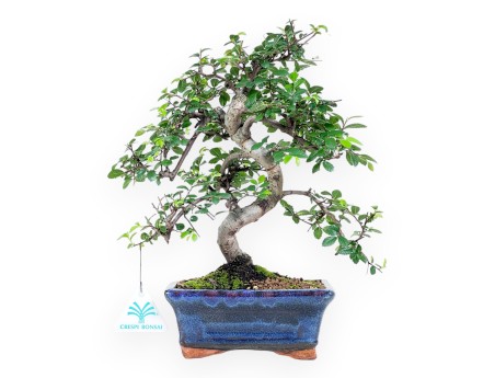 65 cm Zelkova nire Bonsai | Rechteckiger blauer Topf