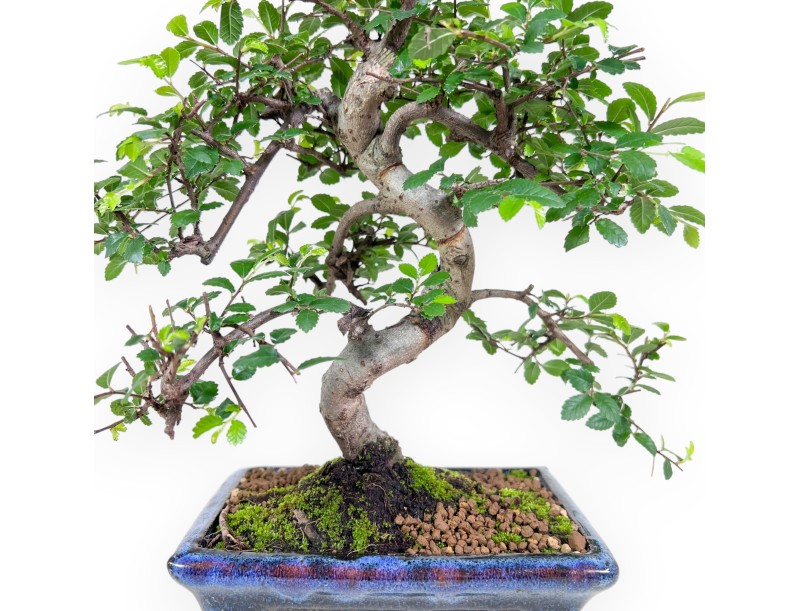 Bonsai di Zelkova nire da 65 cm | Vaso rettangolare blu