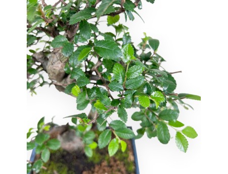 65 cm Zelkova nire bonsai | Rectangular blue pot