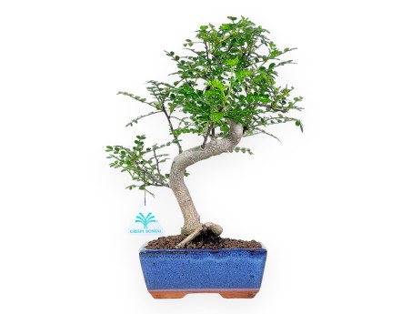 Peperboompje bonsai 34 cm | Rechthoekige blauwe pot