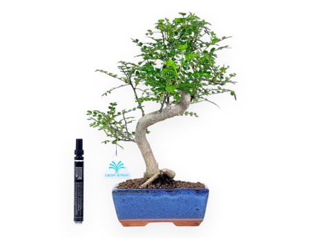 Pepper tree bonsai 34 cm | Rectangular blue pot