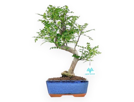 Pimiento bonsái 34 cm | Maceta rectangular azul