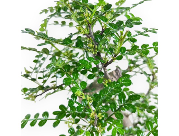 Pepper tree bonsai 34 cm | Rectangular blue pot 2