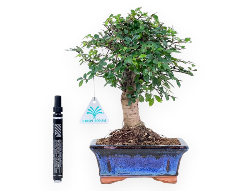 Zelkova nire bonsai de 28 cm | Pot rectangulaire bleu
