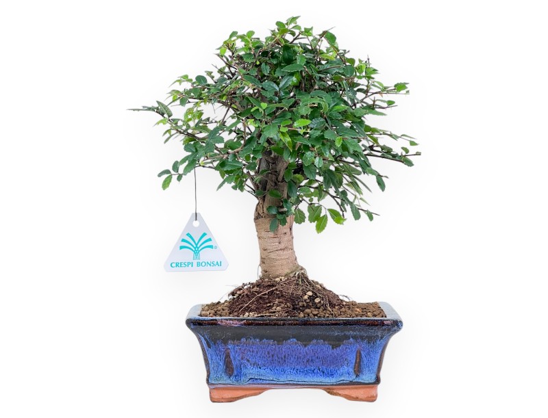 28 cm Zelkova nire bonsai | Maceta rectangular azul