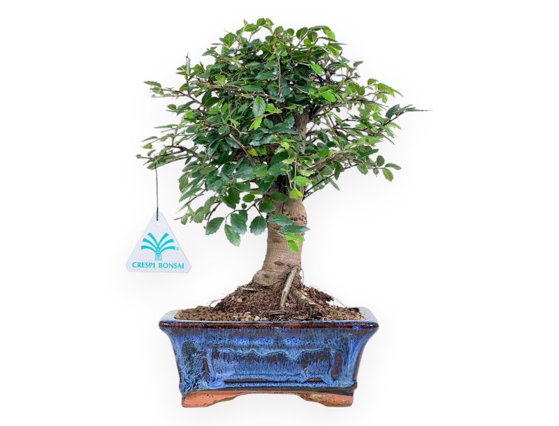 28 cm Zelkova nire bonsai | Rectangular blue pot
