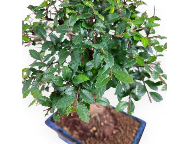 Zelkova nire bonsai de 28 cm | Pot rectangulaire bleu 2