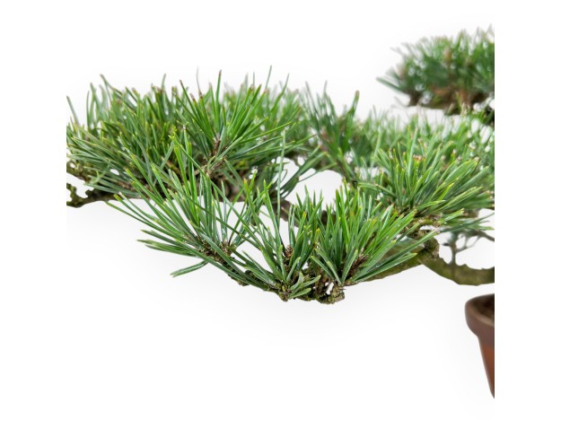 Bonsai di Pinus thunbergii 34 cm| Vaso tondo da coltivazione 2