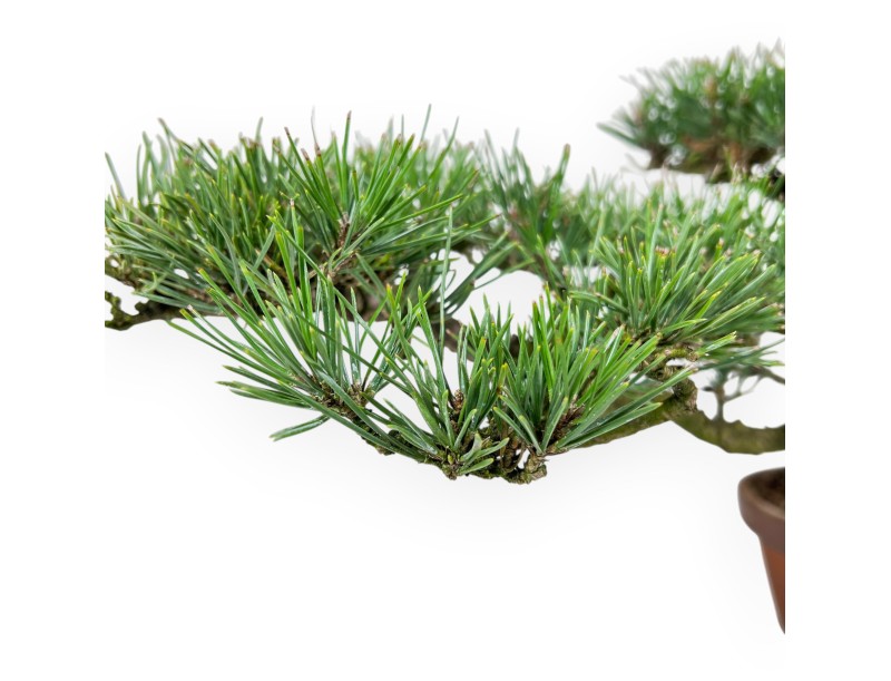 Pinus thunbergii bonsai 34cm|Pot rond de culture non émaillé