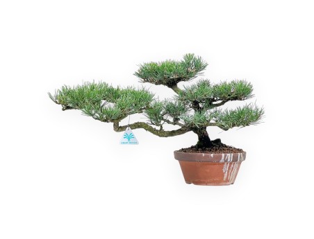 Pinus thunbergii bonsai 34cm|Pot rond de culture non émaillé