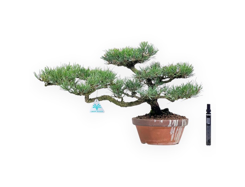 Pinus thunbergii bonsái de 34 cm | Maceta redondo de cultivo