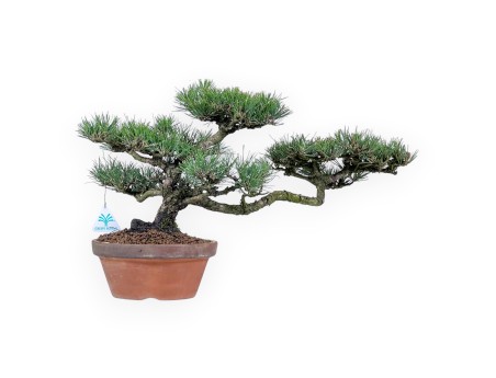 Pinus thunbergii Bonsai 34cm| Rund unglasierten anzucht Topf