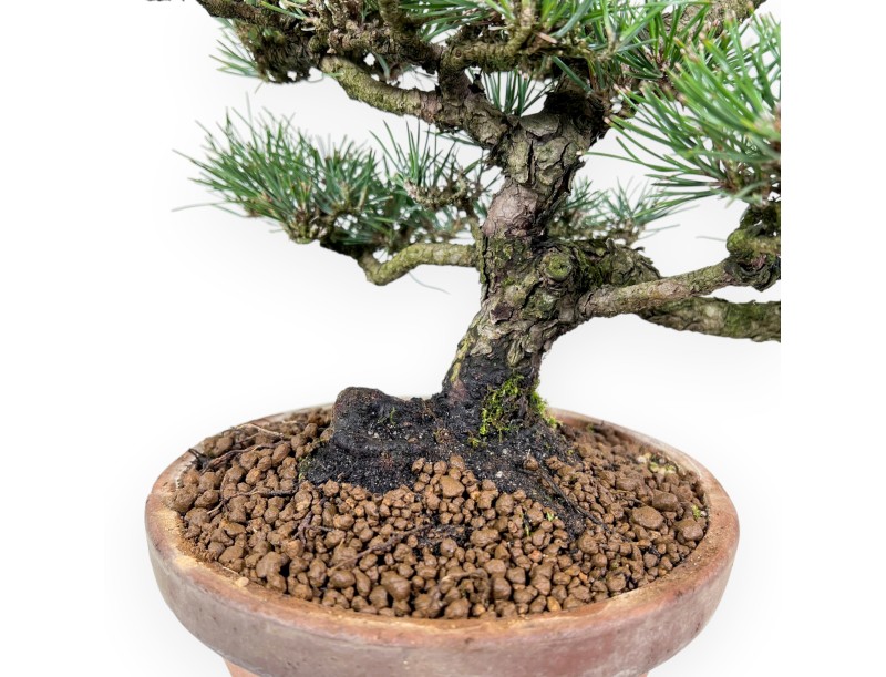 Pinus thunbergii bonsái de 34 cm | Maceta redondo de cultivo