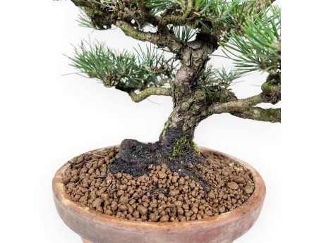 Pinus thunbergii bonsai 34cm|Pot rond de culture non émaillé