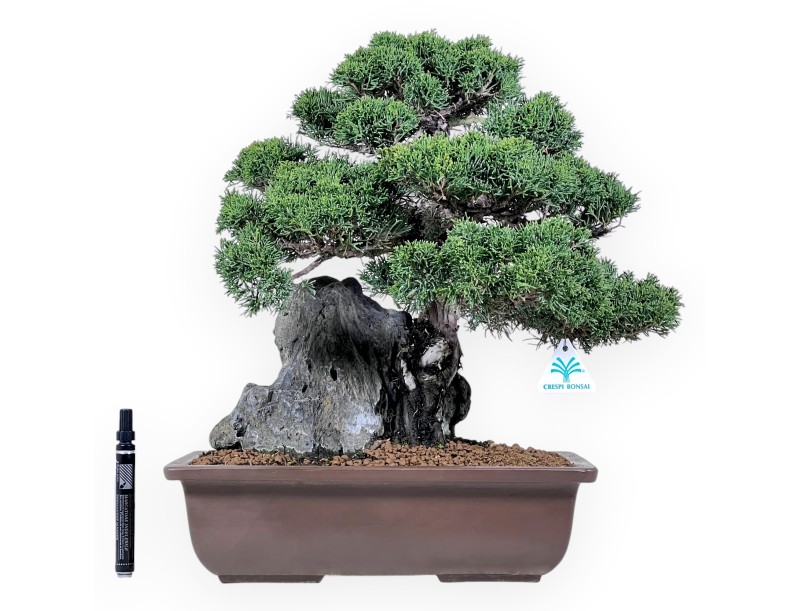 46 cm juniper bonsai | Rectangular stoneware pot
