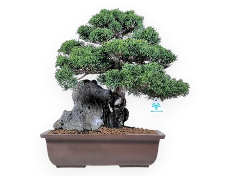 Bonsai di ginepro da 46 cm | Vaso rettangolare grès