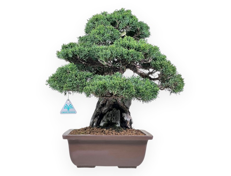 46 cm jeneverbes bonsai | Rechthoekige aardewerk pot