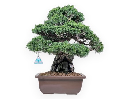 Wacholder Bonsai 36 cm | Rund Steingut Topf