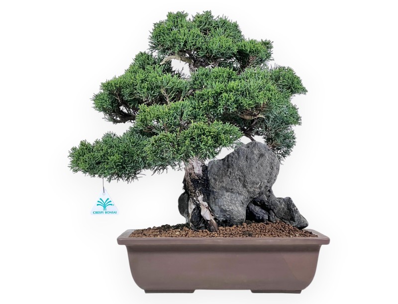 Bonsai di ginepro da 46 cm | Vaso rettangolare grès