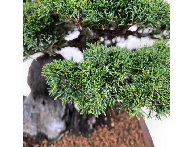 Bonsai di ginepro da 46 cm | Vaso rettangolare grès 2