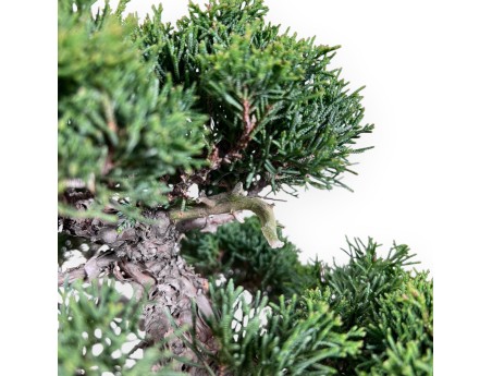 46 cm juniper bonsai | Rectangular stoneware pot