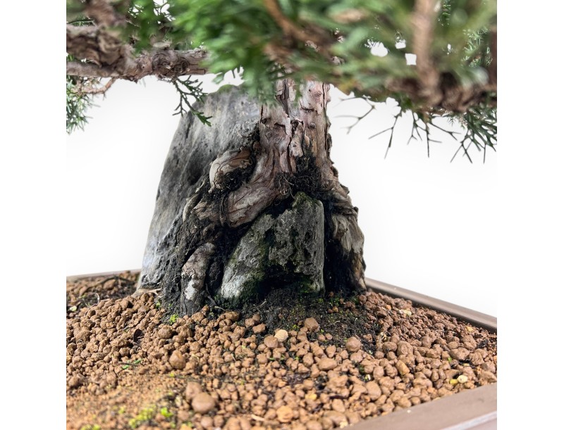 46 cm juniper bonsai | Rectangular stoneware pot