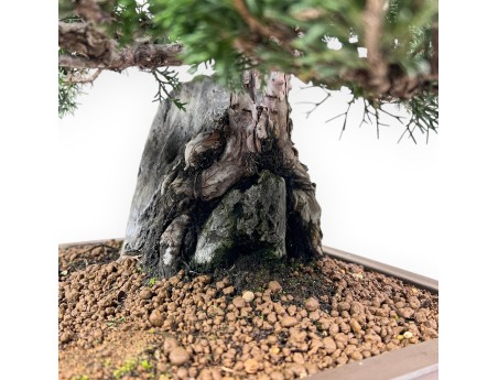46 cm jeneverbes bonsai | Rechthoekige aardewerk pot