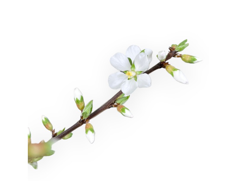 Prunus tomentosa - 64 cm