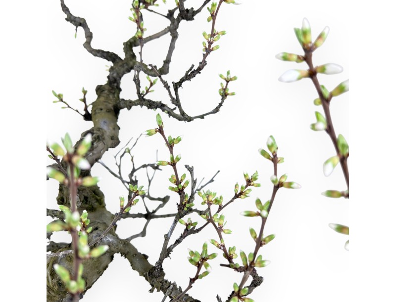 Prunus tomentosa - 64 cm