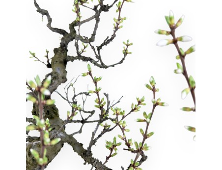 Prunus tomentosa - 64 cm