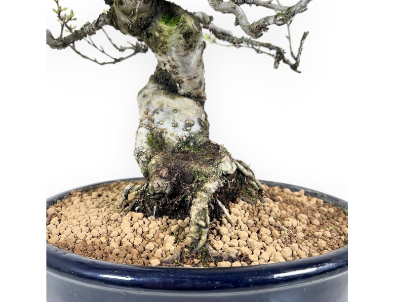 Prunus tomentosa - 64 cm