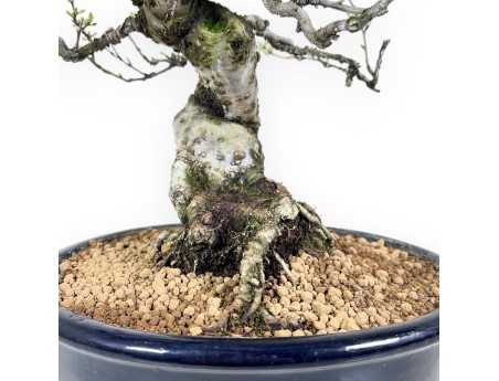 Prunus tomentosa - 64 cm