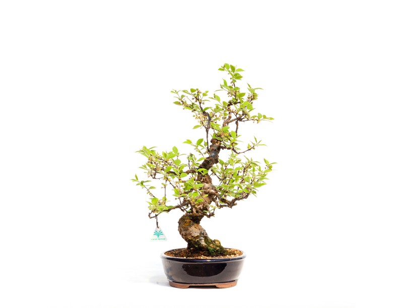 Prunus tomentosa - 64 cm