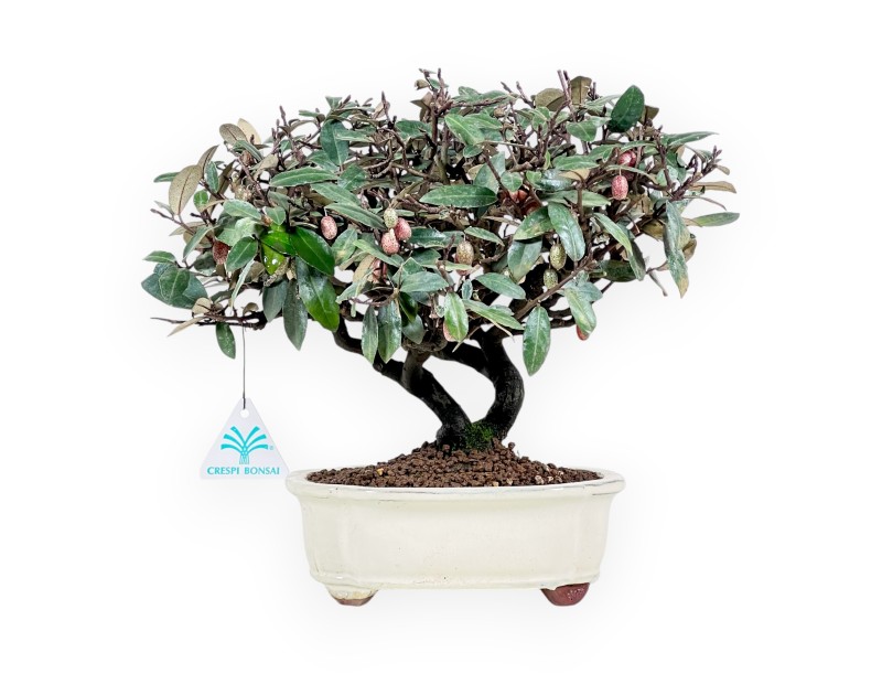 Elaeagnus pungens - Olivier - 28 cm