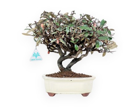 Elaeagnus pungens - Olive tree - 28 cm