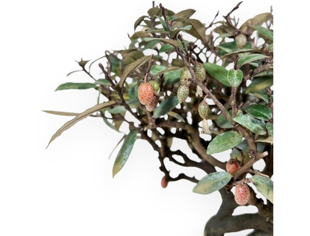Elaeagnus pungens - Olijfboom - 28 cm 2