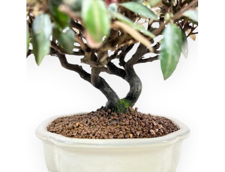 Elaeagnus pungens - Olivenbaum - 28 cm