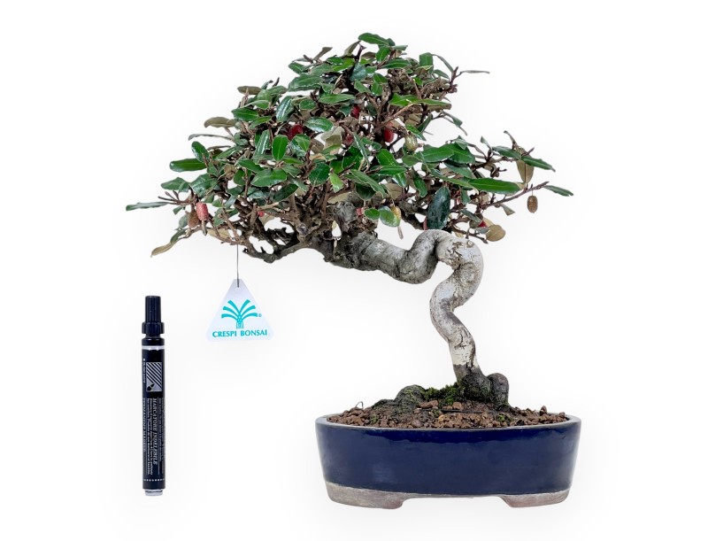Bonsai Elaeagnus pungens (Olivagno) 32 cm – Sempreverde ornamentale