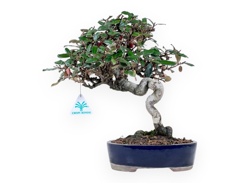 Bonsai Elaeagnus pungens (Olive tree) 32 cm - Ornamental evergreen