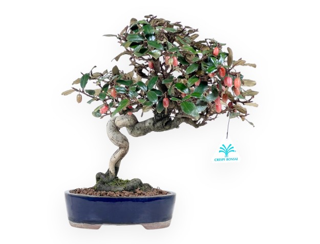 Bonsai Elaeagnus pungens (Olivenbaum) 32 cm - Zierpflanze immergrün