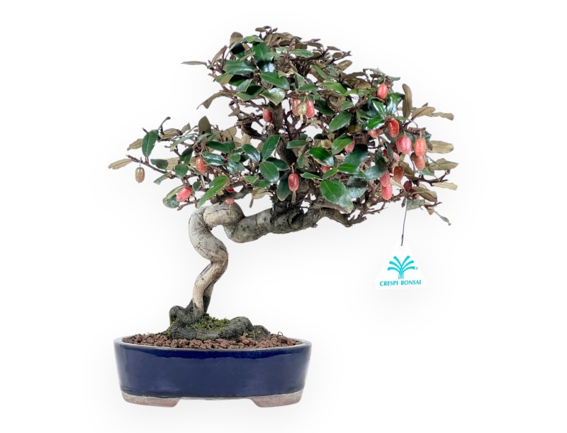 Bonsai Elaeagnus pungens (Olivagno) 32 cm – Sempreverde ornamentale