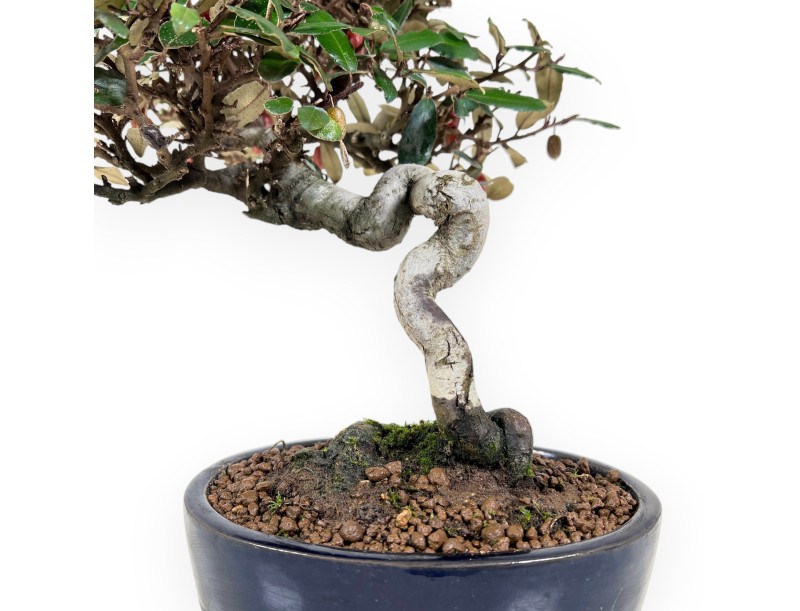 Bonsai Elaeagnus pungens (Olivagno) 32 cm – Sempreverde ornamentale